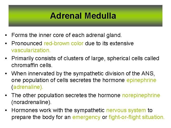 Adrenal Medulla • Forms the inner core of each adrenal gland. • Pronounced red-brown