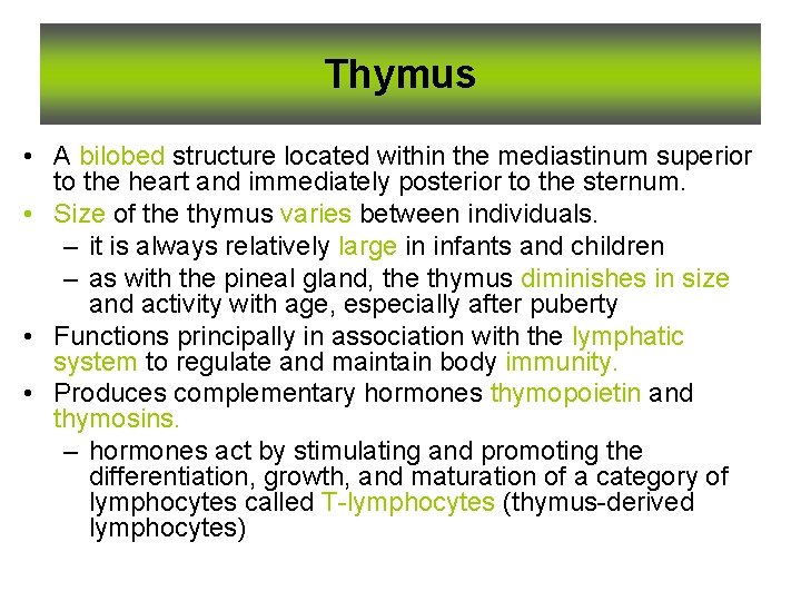 Thymus • A bilobed structure located within the mediastinum superior to the heart and