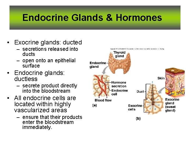 Endocrine Glands & Hormones • Exocrine glands: ducted – secretions released into ducts –