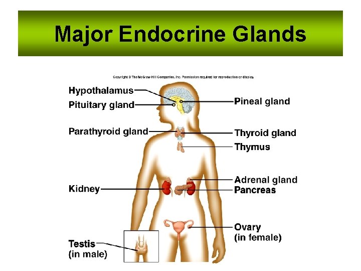 Major Endocrine Glands 