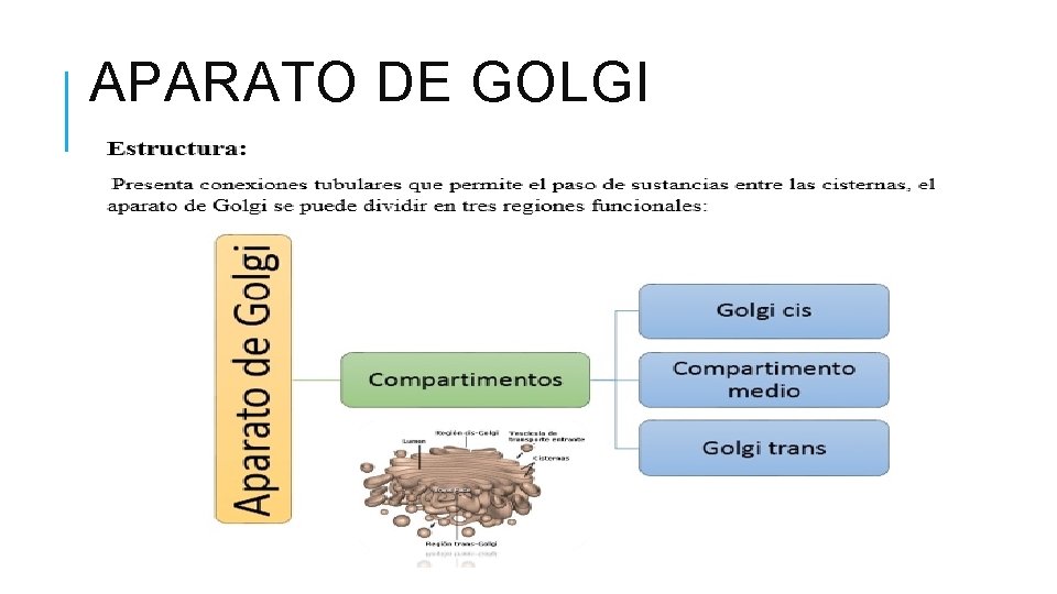 APARATO DE GOLGI 