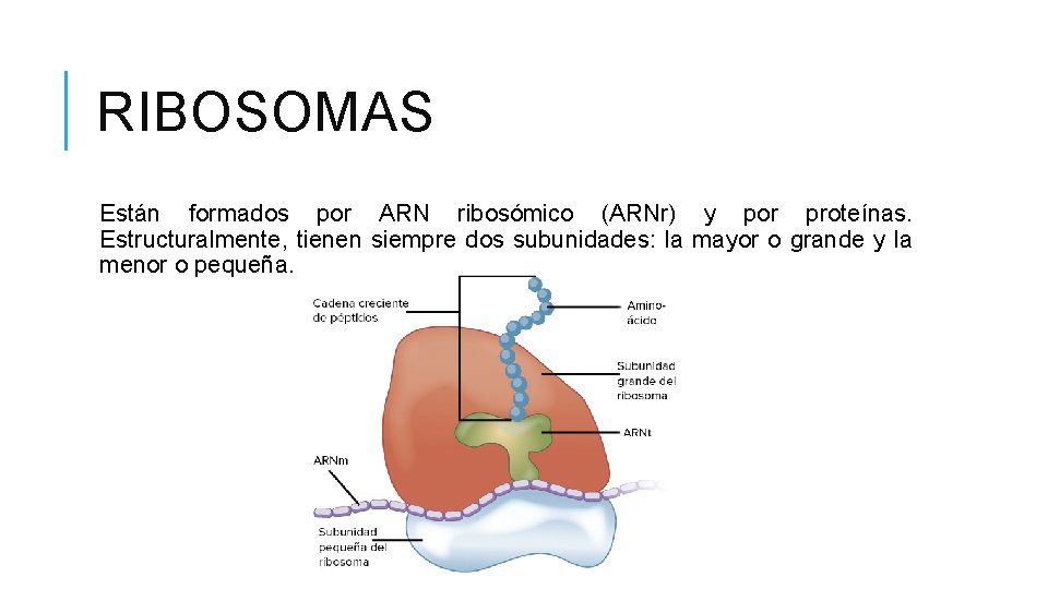 RIBOSOMAS Están formados por ARN ribosómico (ARNr) y por proteínas. Estructuralmente, tienen siempre dos