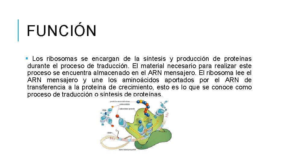 FUNCIÓN § Los ribosomas se encargan de la síntesis y producción de proteínas durante