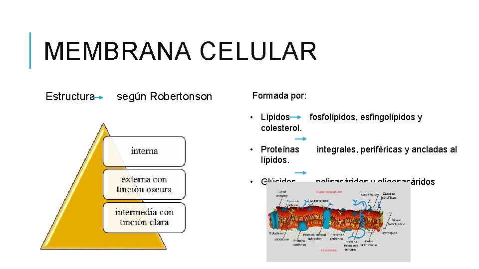 MEMBRANA CELULAR Estructura según Robertonson Formada por: • Lípidos fosfolípidos, esfingolípidos y colesterol. •