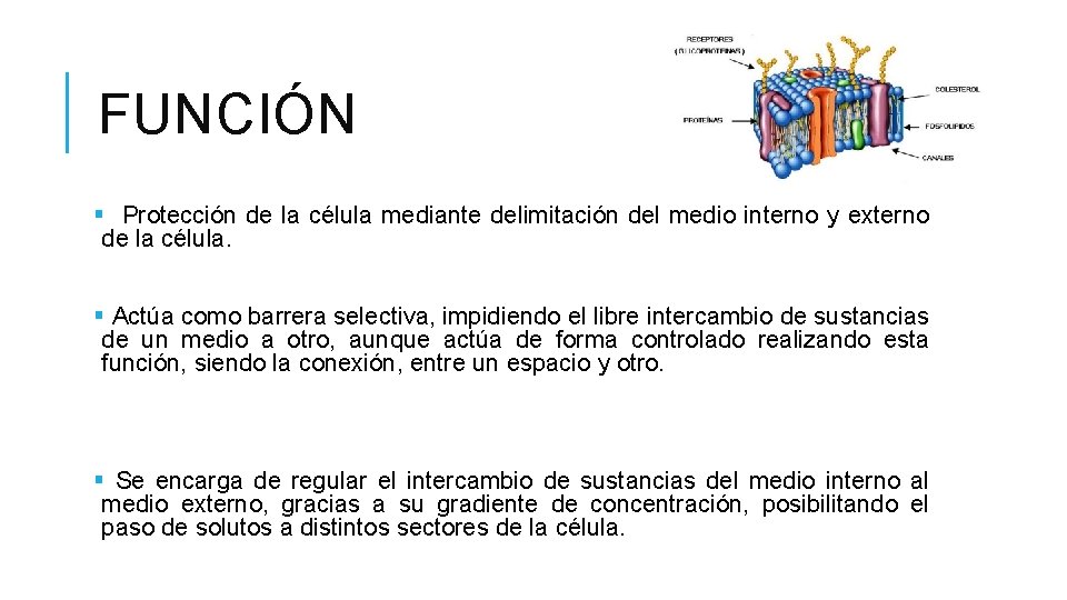 FUNCIÓN § Protección de la célula mediante delimitación del medio interno y externo de