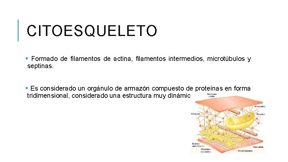 CITOESQUELETO § Formado de filamentos de actina, filamentos intermedios, microtúbulos y septinas. § Es