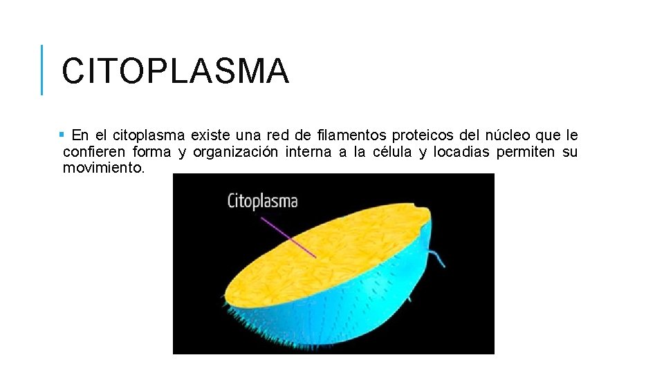 CITOPLASMA § En el citoplasma existe una red de filamentos proteicos del núcleo que