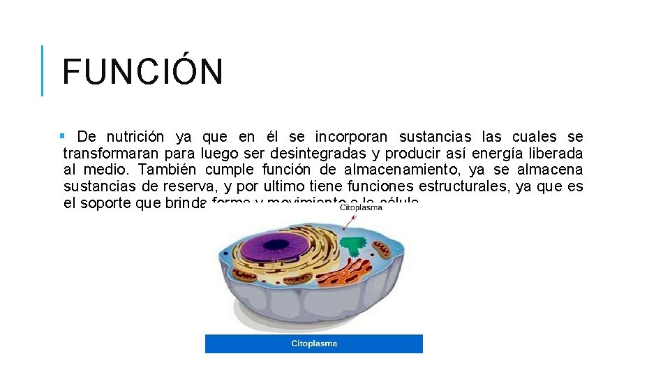 FUNCIÓN § De nutrición ya que en él se incorporan sustancias las cuales se