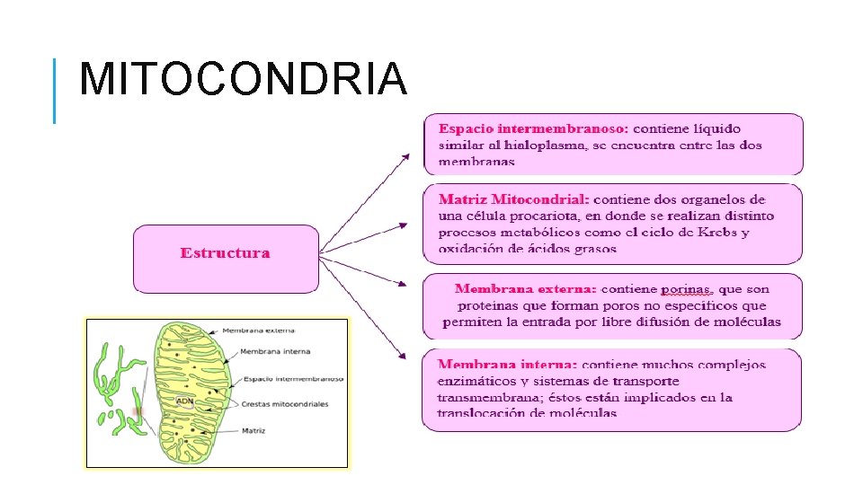 MITOCONDRIA 