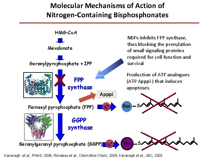 Molecular Mechanisms of Action of Nitrogen-Containing Bisphonates HMG-Co. A Geranylpyrophosphate + IPP NBPs inhibits