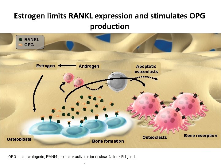 Estrogen limits RANKL expression and stimulates OPG production Estrogen Androgen Osteoblasts Apoptotic osteoclasts Bone