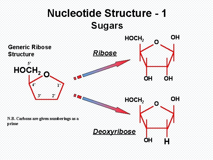 Nucleotide Structure - 1 Sugars HOCH 2 Generic Ribose Structure OH O Ribose 5’