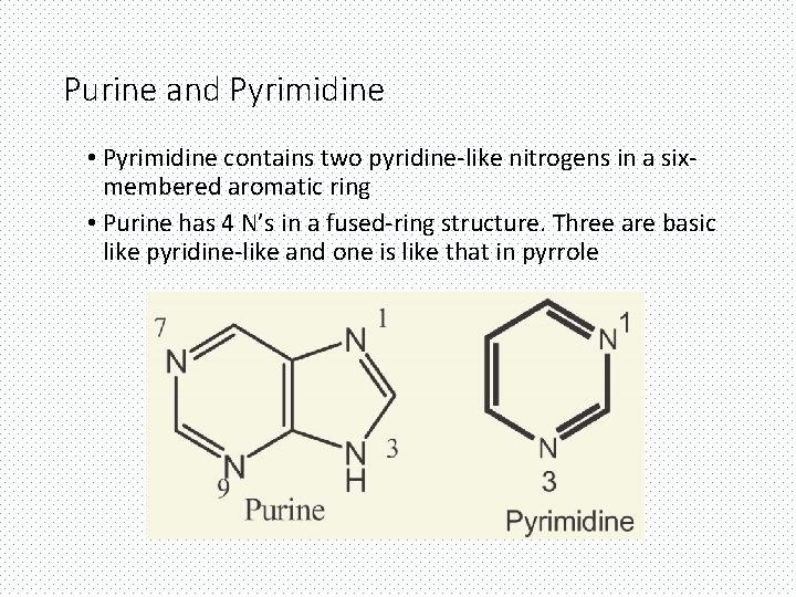 Purine and Pyrimidine • Pyrimidine contains two pyridine-like nitrogens in a sixmembered aromatic ring