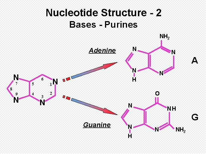 Nucleotide Structure - 2 Bases - Purines NH 2 N Adenine N A N