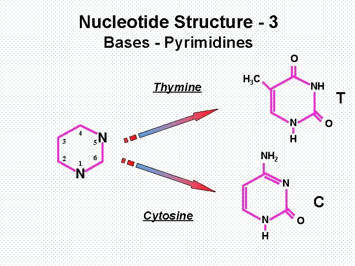 Nucleotide Structure - 3 Bases - Pyrimidines O Thymine H 3 C NH N
