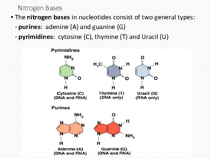 Nitrogen Bases • The nitrogen bases in nucleotides consist of two general types: -
