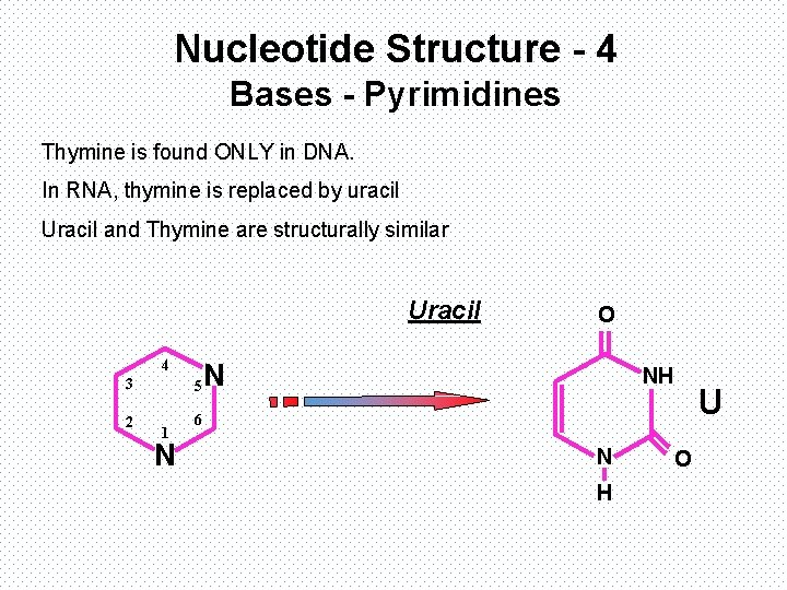 Nucleotide Structure - 4 Bases - Pyrimidines Thymine is found ONLY in DNA. In