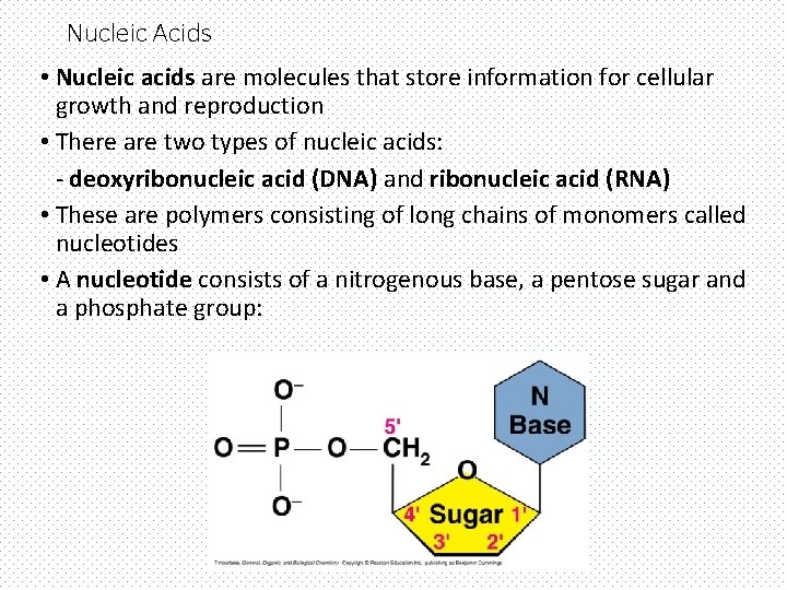 Nucleic Acids • Nucleic acids are molecules that store information for cellular growth and