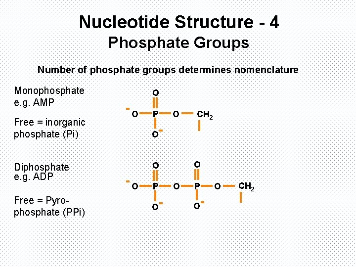 Nucleotide Structure - 4 Phosphate Groups Number of phosphate groups determines nomenclature Monophosphate e.