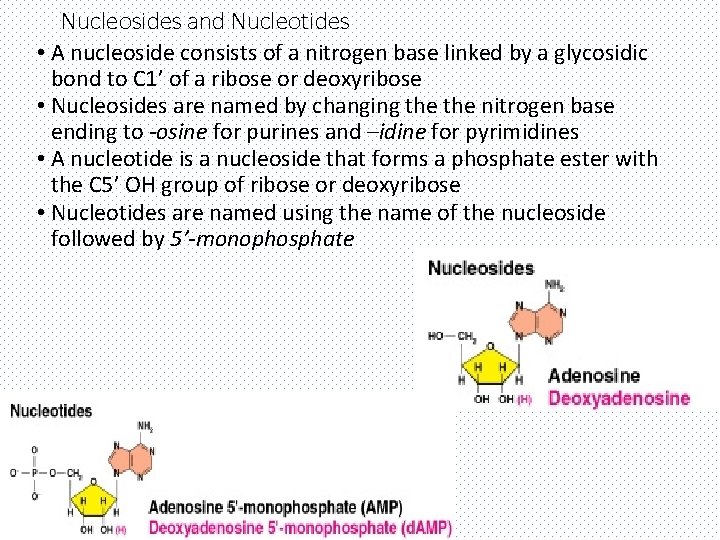 Nucleosides and Nucleotides • A nucleoside consists of a nitrogen base linked by a