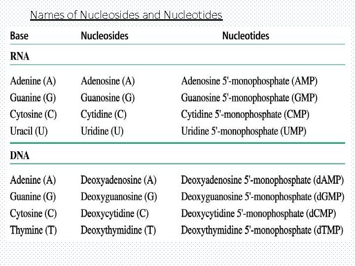 Names of Nucleosides and Nucleotides 