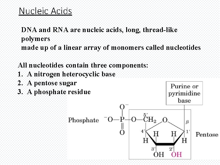 Nucleic Acids DNA and RNA are nucleic acids, long, thread-like polymers made up of