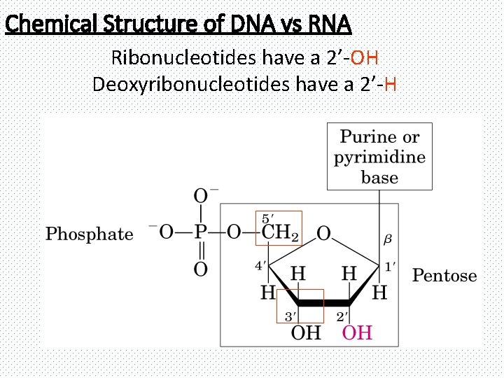 Chemical Structure of DNA vs RNA Ribonucleotides have a 2’-OH Deoxyribonucleotides have a 2’-H
