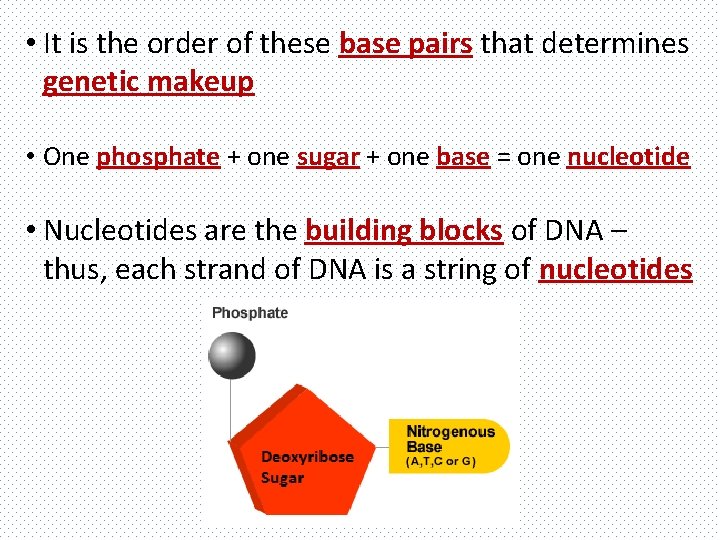  • It is the order of these base pairs that determines genetic makeup
