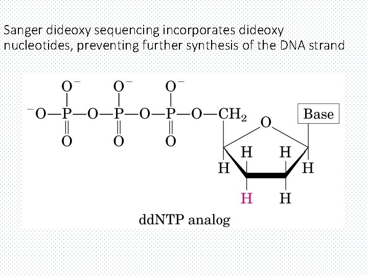 Sanger dideoxy sequencing incorporates dideoxy nucleotides, preventing further synthesis of the DNA strand 