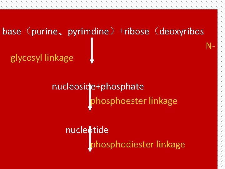 base（purine、pyrimdine）+ribose（deoxyribos glycosyl linkage nucleoside+phosphate phosphoester linkage nucleotide phosphodiester linkage N- 