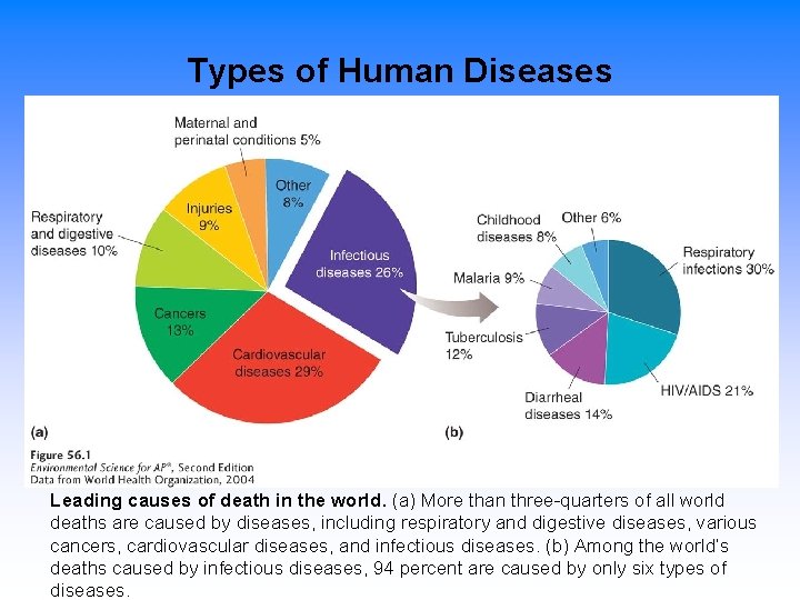 Types of Human Diseases Leading causes of death in the world. (a) More than