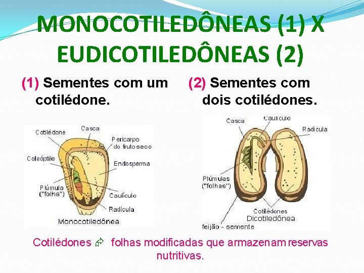 MONOCOTILEDÔNEAS (1) X EUDICOTILEDÔNEAS (2) (1) Sementes com um cotilédone. (2) Sementes com dois