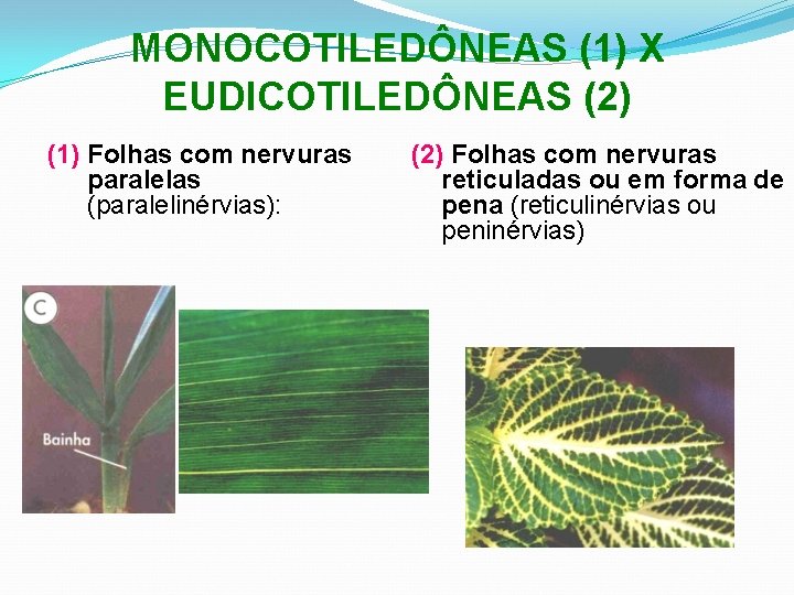 MONOCOTILEDÔNEAS (1) X EUDICOTILEDÔNEAS (2) (1) Folhas com nervuras paralelas (paralelinérvias): (2) Folhas com