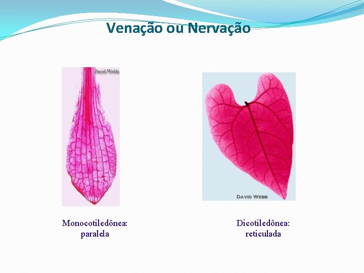 Venação ou Nervação Monocotiledônea: paralela Dicotiledônea: reticulada 