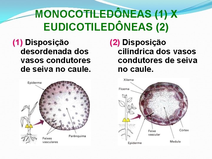 MONOCOTILEDÔNEAS (1) X EUDICOTILEDÔNEAS (2) (1) Disposição desordenada dos vasos condutores de seiva no