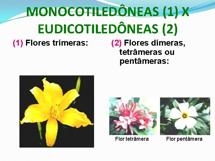 MONOCOTILEDÔNEAS (1) X EUDICOTILEDÔNEAS (2) (1) Flores trímeras: (2) Flores dímeras, tetrâmeras ou pentâmeras: