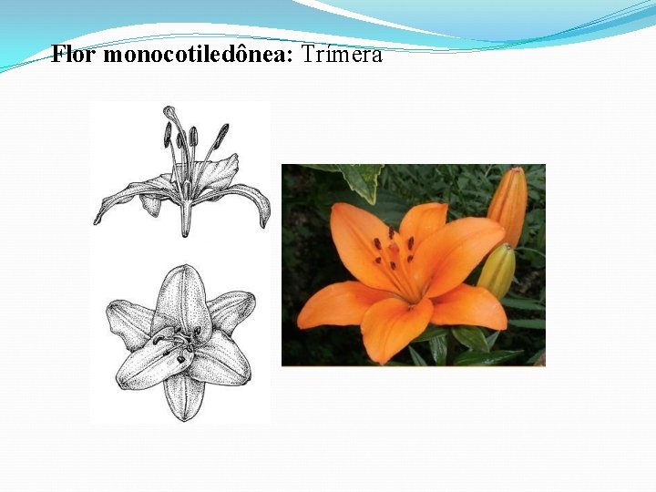 Flor monocotiledônea: Trímera 