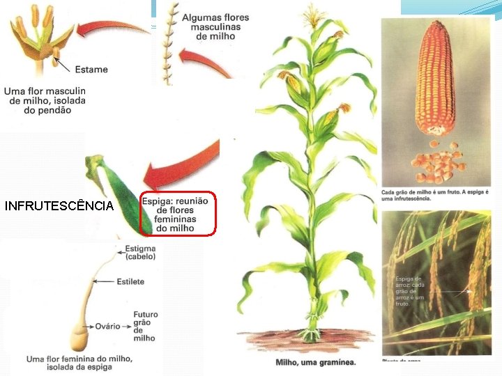 INFRUTESCÊNCIA 