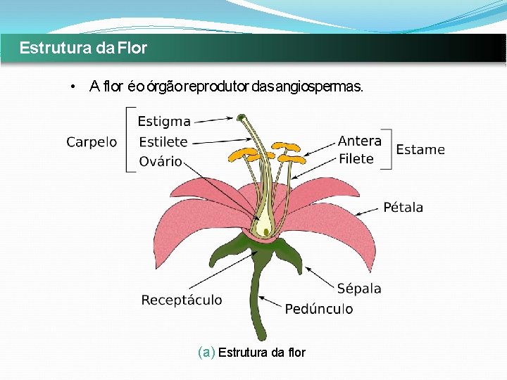 Estrutura da Flor • A flor éo órgão reprodutor das angiospermas. (a) Estrutura da