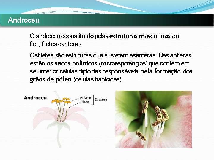 Androceu O androceu éconstituído pelas estruturas masculinas da flor, filetes eanteras. Osfiletes são estruturas