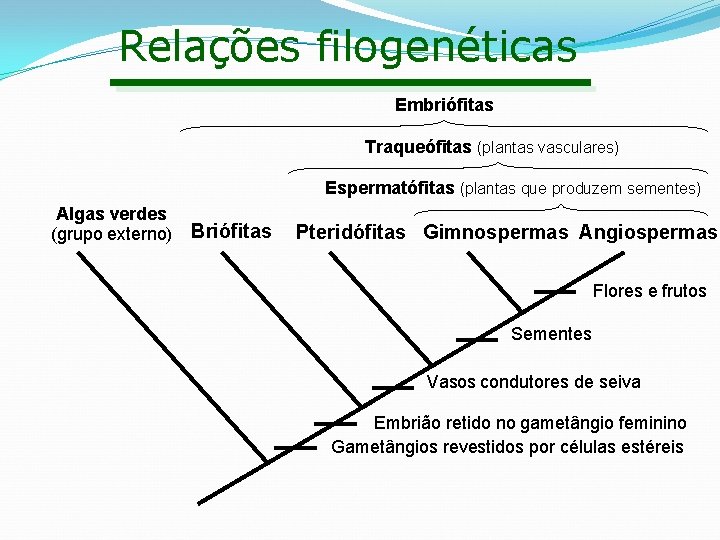 Relações filogenéticas Embriófitas Traqueófitas (plantas vasculares) Espermatófitas (plantas que produzem sementes) Algas verdes (grupo