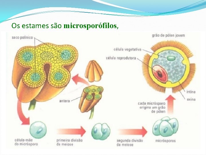 Os estames são microsporófilos, Antera bilobada contém 4 microsporângios, chamados de sacos polínicos. Evolução