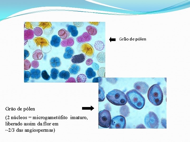 Grão de pólen (2 núcleos = microgametófito imaturo, liberado assim da flor em ~2/3