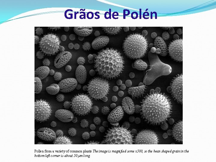 Grãos de Polén Pollen from a variety of common plants The image is magnified