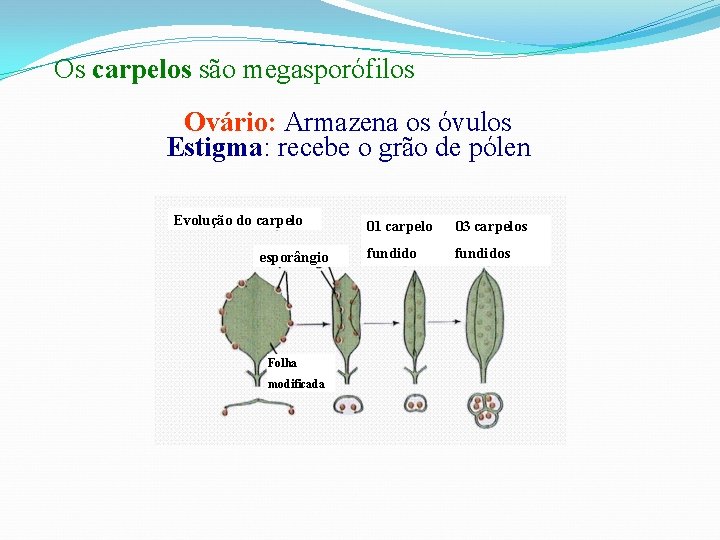 Os carpelos são megasporófilos Ovário: Armazena os óvulos Estigma: recebe o grão de pólen