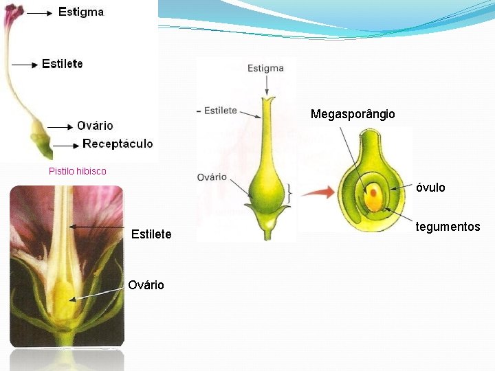 Megasporângio Pistilo hibisco óvulo Estilete Ovário tegumentos 