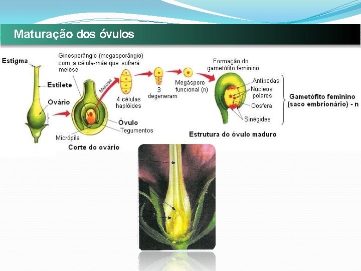 Maturação dos óvulos 