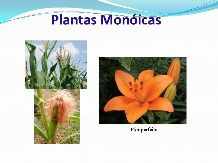 Plantas Monóicas Flor perfeita 