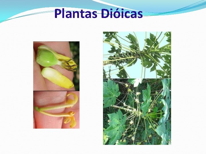 Plantas Dióicas 