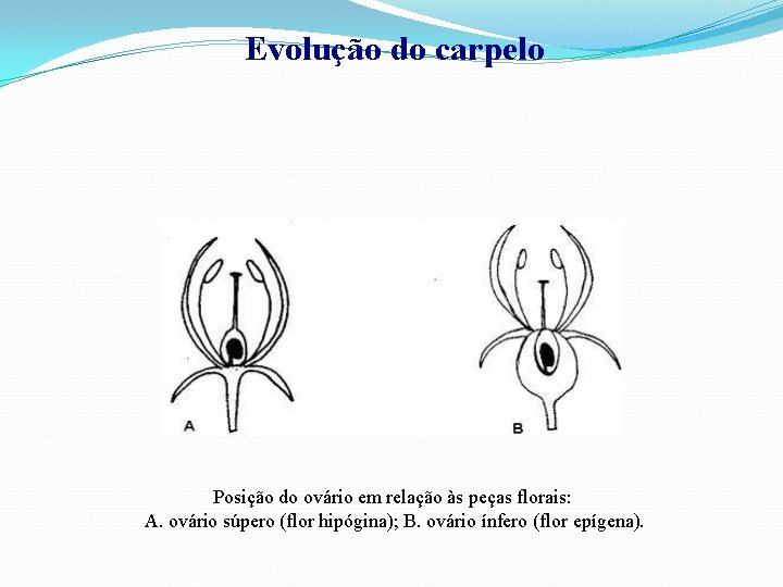 Evolução do carpelo Posição do ovário em relação às peças florais: A. ovário súpero